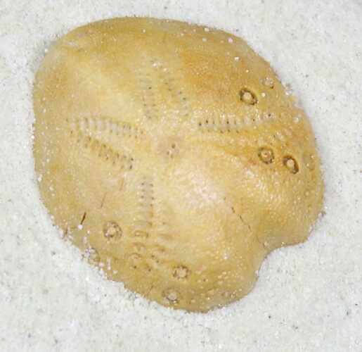 Lovenia Sea Urchin Fossil - Beaumaris, Australia #22172